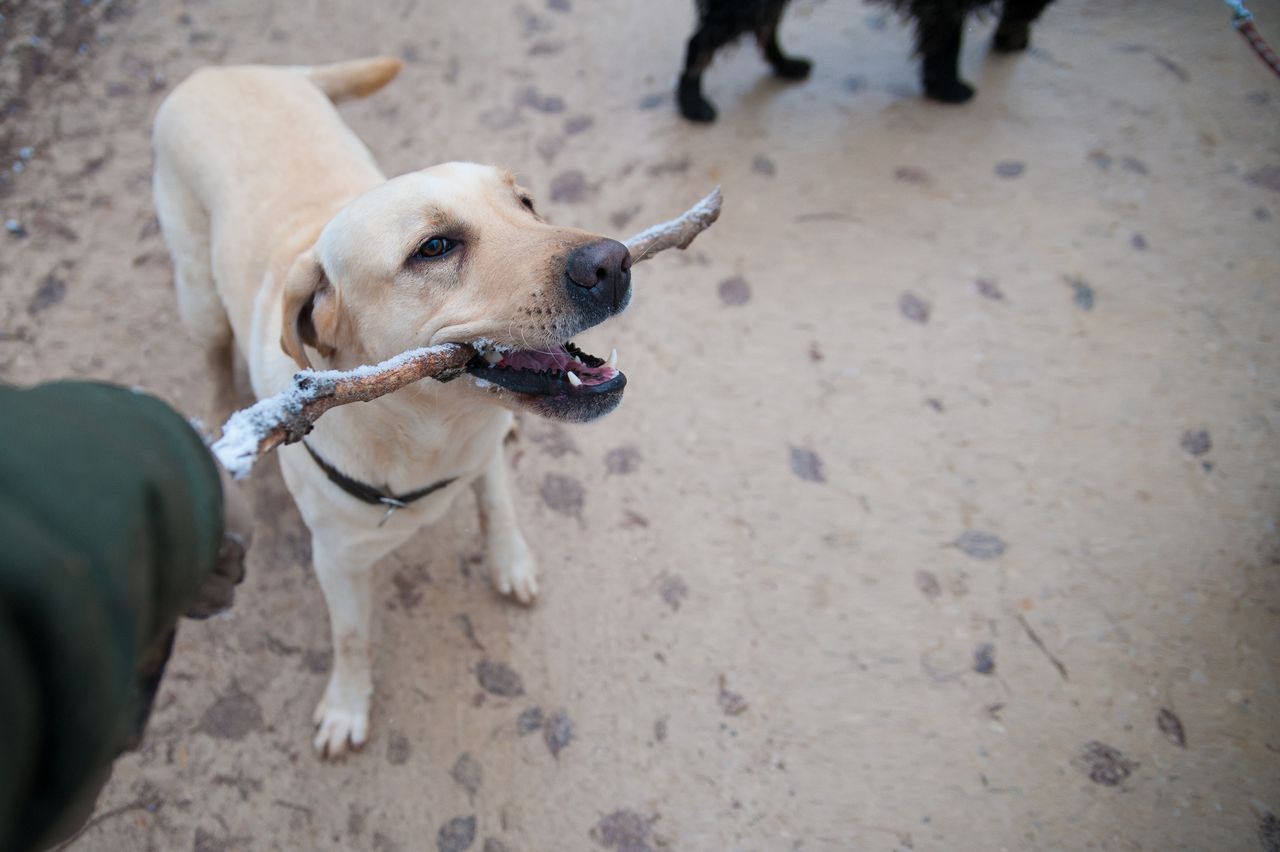 Mastering the First Impression: Your intriguing post title goes here A Labrador Retriever playfully holding a stick during an outdoor walk.