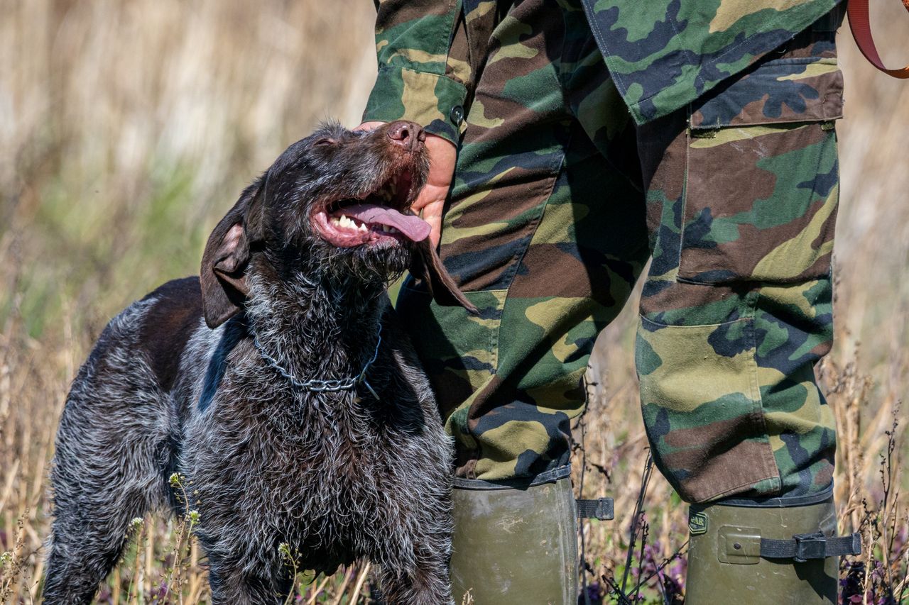 A German Wirehaired Pointer is affectionately patting its handler in camouflage uniform outdoors.