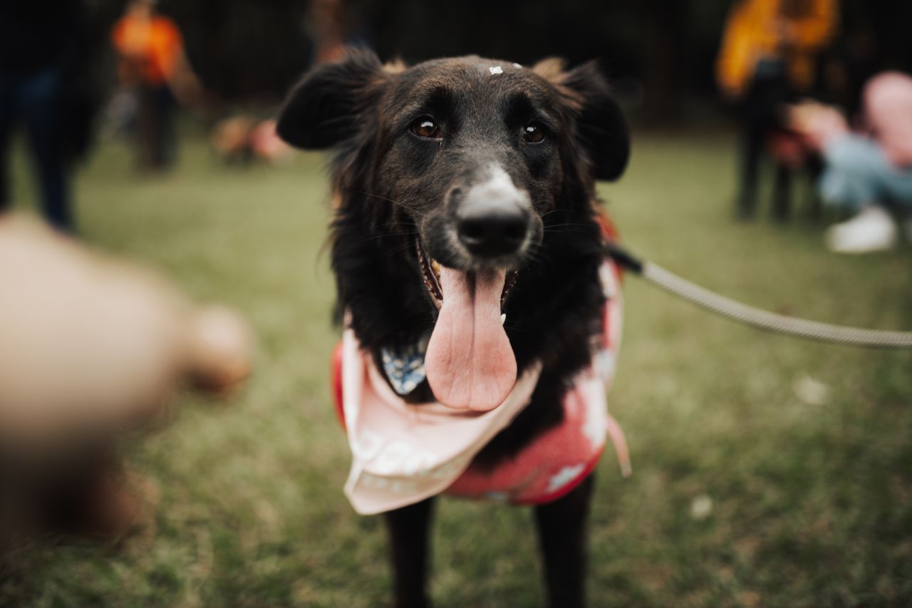 Playful black dog enjoying a day at the park, wearing a leash and red scarf.