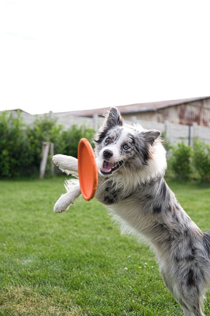A joyful Border Collie leaps to catch a frisbee in a grassy field.