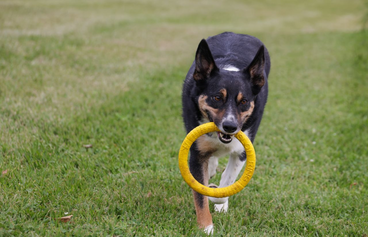 Border Collie with a toy ring running on grass, showcasing playful energy.