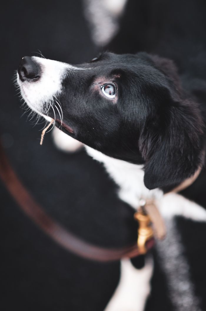Adorable border collie puppy on a leash gazing upward with curious eyes, captured in soft lighting.