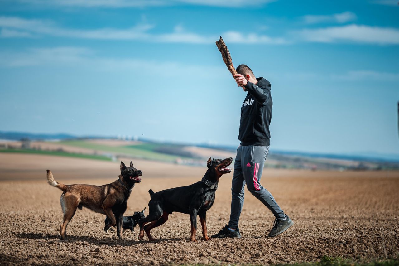 A man enjoys a sunny day playing fetch with two dogs in rural Slovakia. Perfect for leisure themes.
