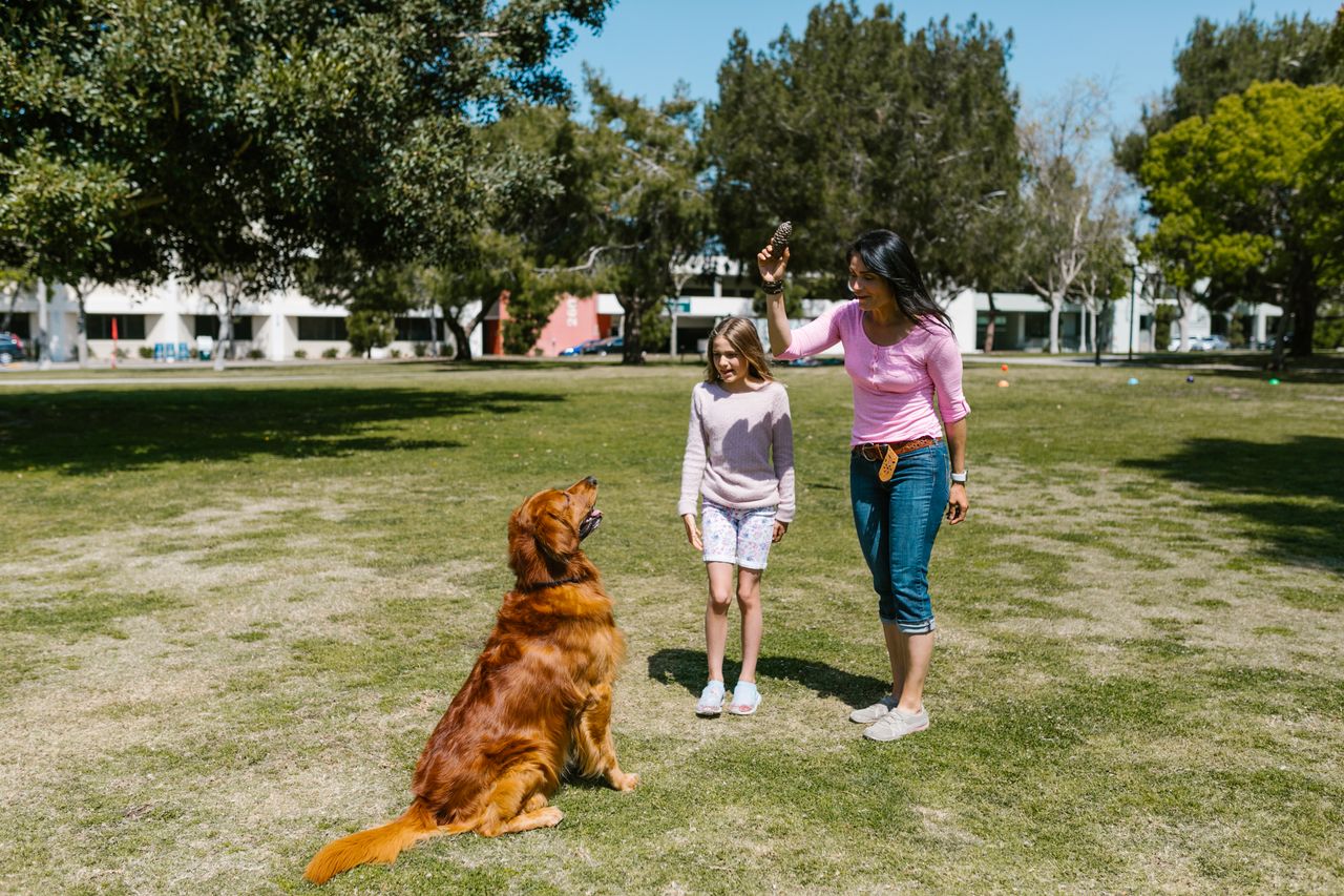 A woman and child play fetch with a golden retriever in a sunny park setting.