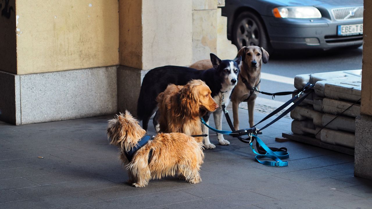 The Art of Drawing Readers In: Your attractive post title goes here Four dogs on leashes waiting outdoors in the city. Urban pet scene.